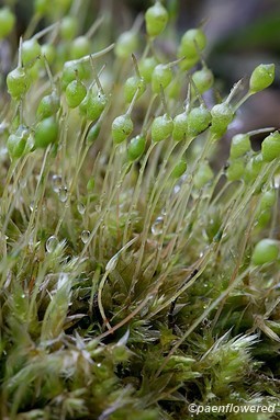 Sporophytes
